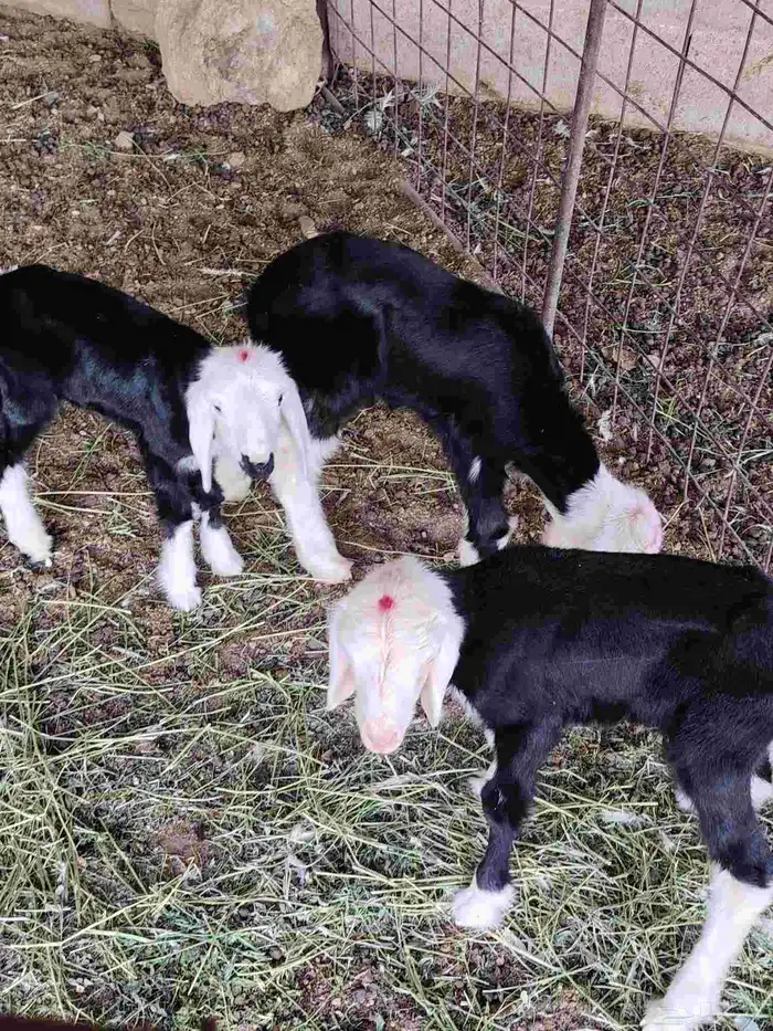 دواقير نجد العدد 3 خرفان 2 ورخل سليمات من جميع العذاريب 1