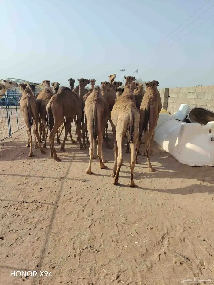 30 قعود صومالي مفاريد للبيع تفريد وجملة 4