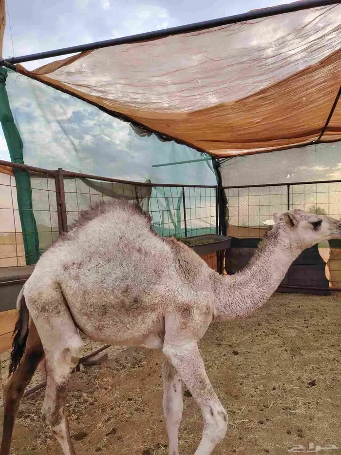 البيع قعود شحم فل عمره 6شهرر الموقع النخيل 0