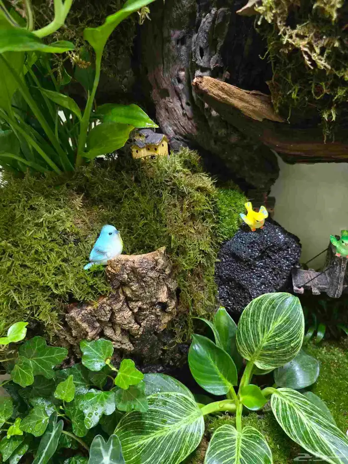 حوض زجاج تيراريوم غابة طبيعية 8