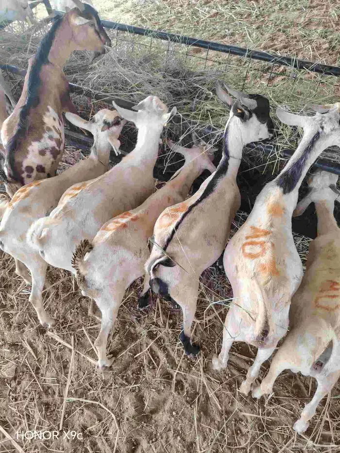 قعدان وتيوس 8