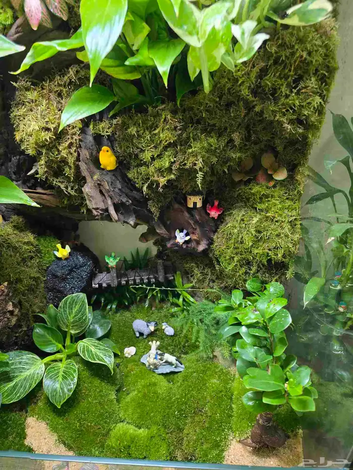 حوض زجاج تيراريوم غابة طبيعية 2