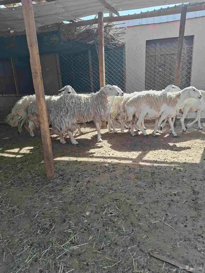 حريات حرش طيبه 2
