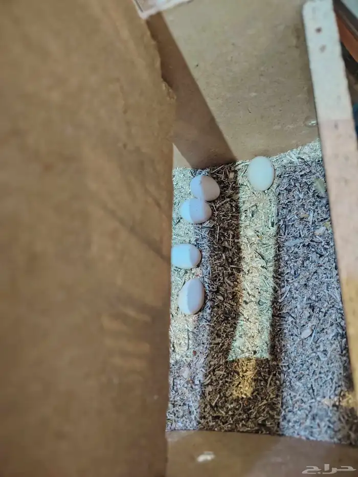 زوج روز مع اربع بيضات السعر قابل للتفاوض 1