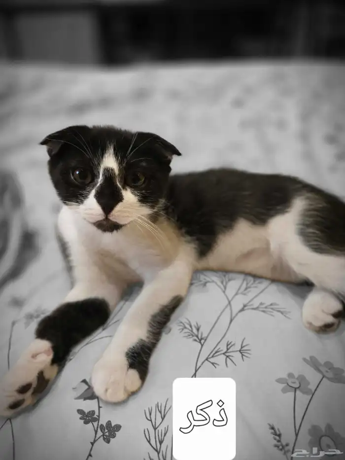 قطط للتبني 0