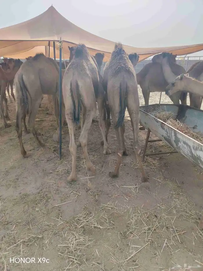 قعدان وتيوس 3