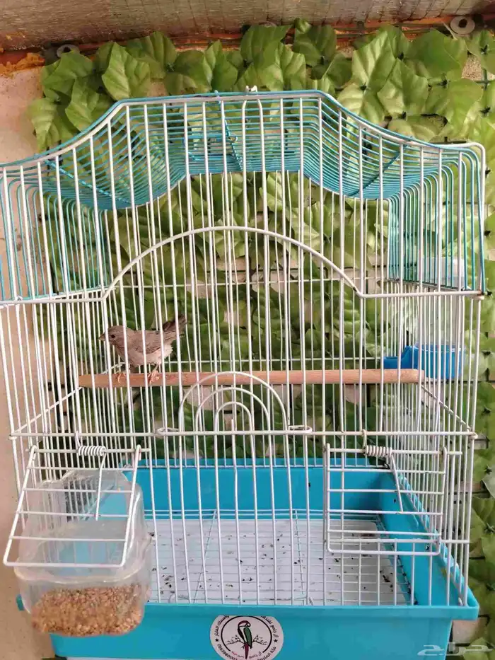 ذكر حسون طايفي مغرد 0