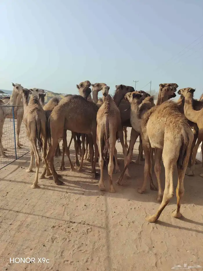 قعدان وتيوس 4