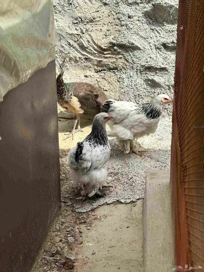دجاج برهما كلمنبي 4