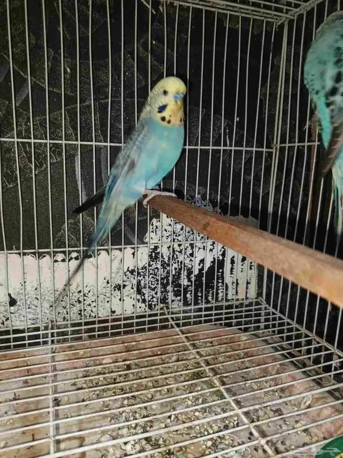 للبيع بادجي انجليزي 1