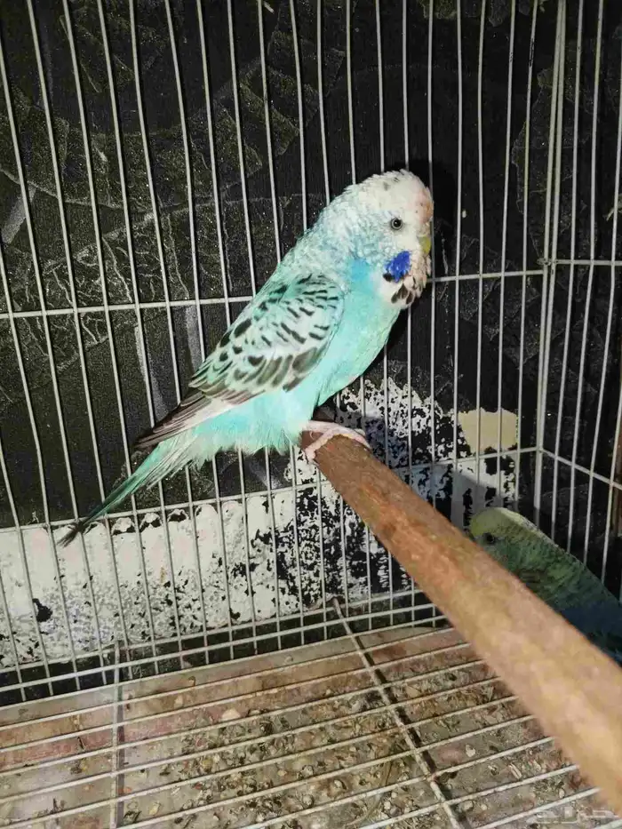 للبيع بادجي انجليزي 0