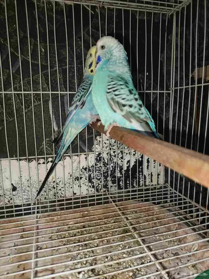 للبيع بادجي انجليزي 2