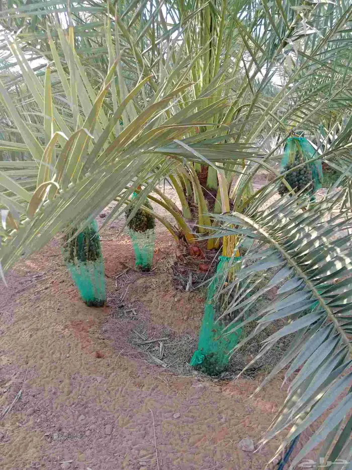 نخل برحي نبوت سلطان 7