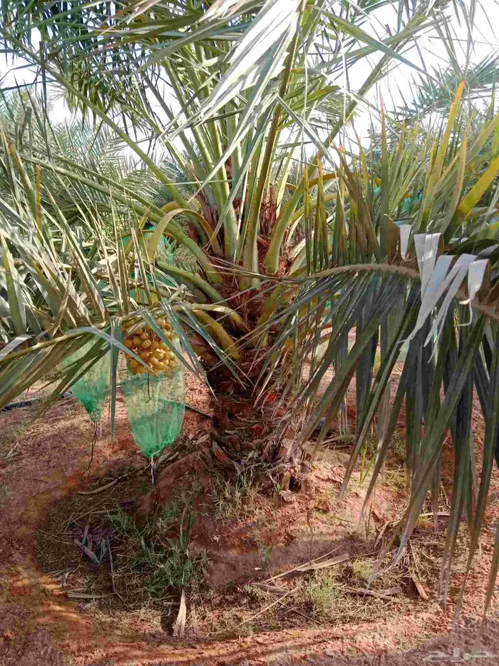 نخل برحي نبوت سلطان 6