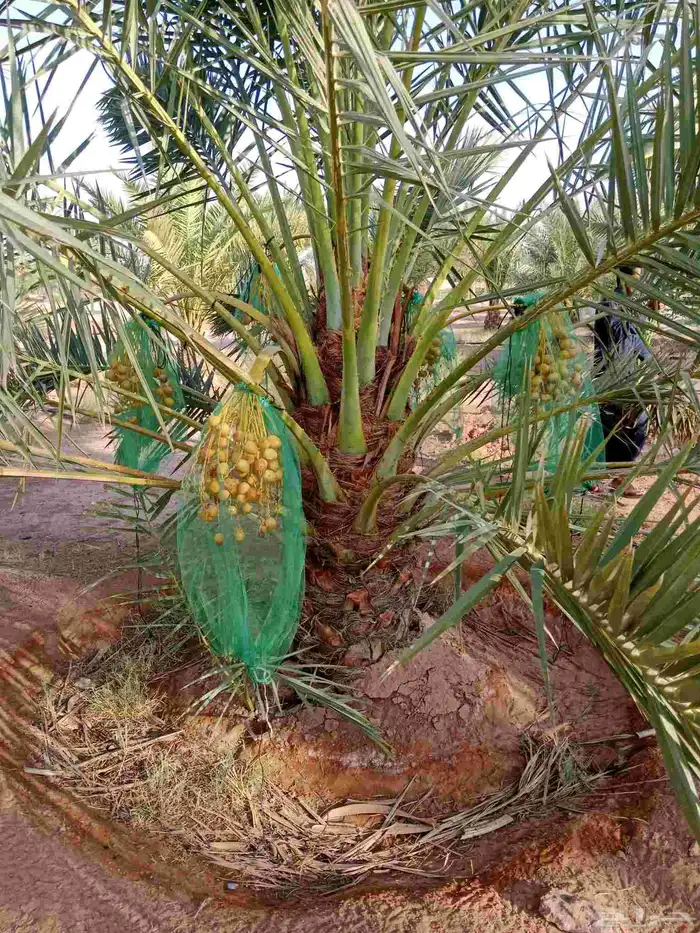 نخل برحي نبوت سلطان 5
