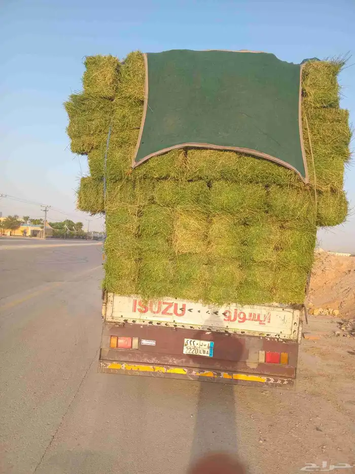 الرياض. برسيم. طيب. مره. طيب. الشد. 80. وصافي. العدد. 250 0