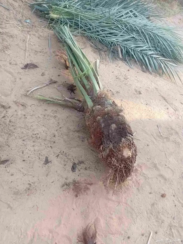 يوجد الدنيا نخل للبيع بحايل 0