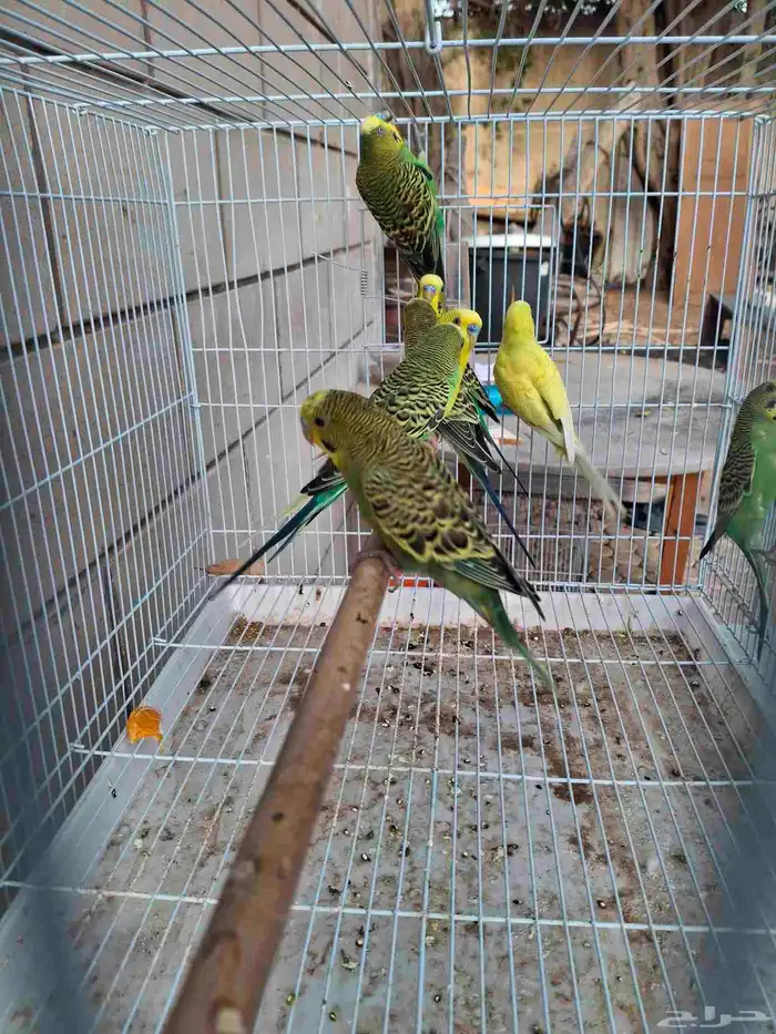 اجواز حب انتاجي وكلها منتجه شرط 1