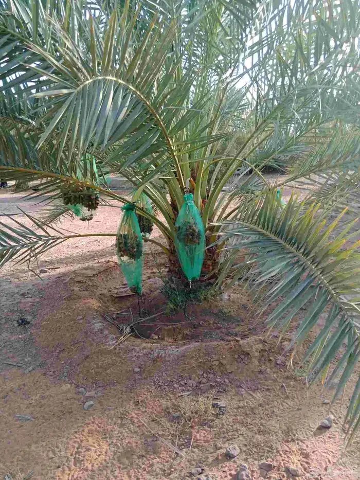 نخل برحي نبوت سلطان 2