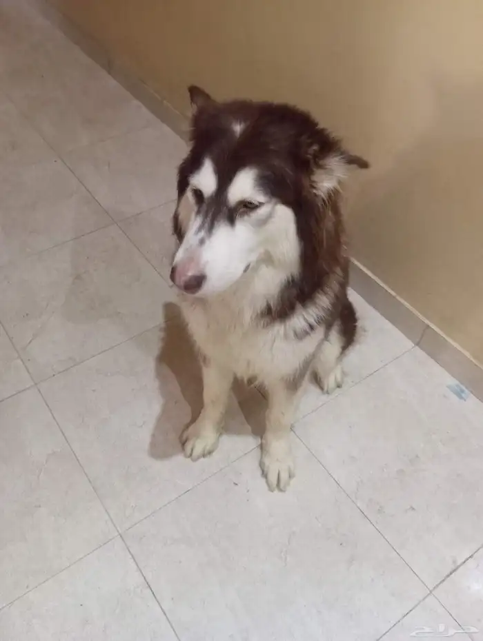 للبيع 5