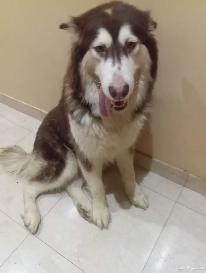للبيع 2