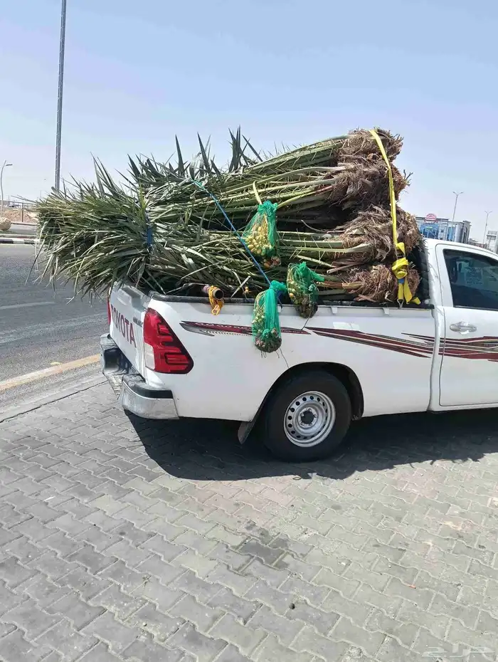 يوجد لدينا جميع انواع الفروخ والنخيل والواشنطني وتشبيك المزا 0