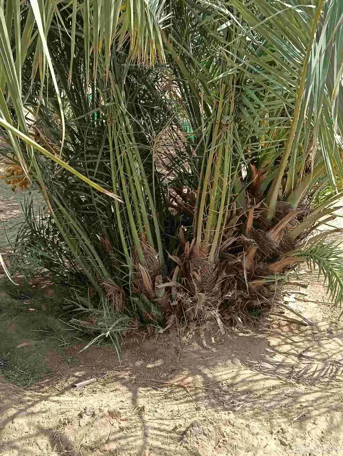 يوجد لدينا جميع انواع الفروخ والنخيل والواشنطني وتشبيك المزا 6