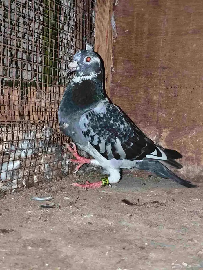 حمام زاجل سباق 2