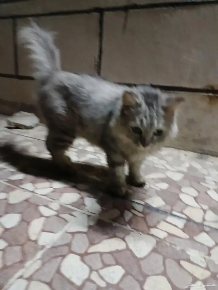 قطه اليفه 0