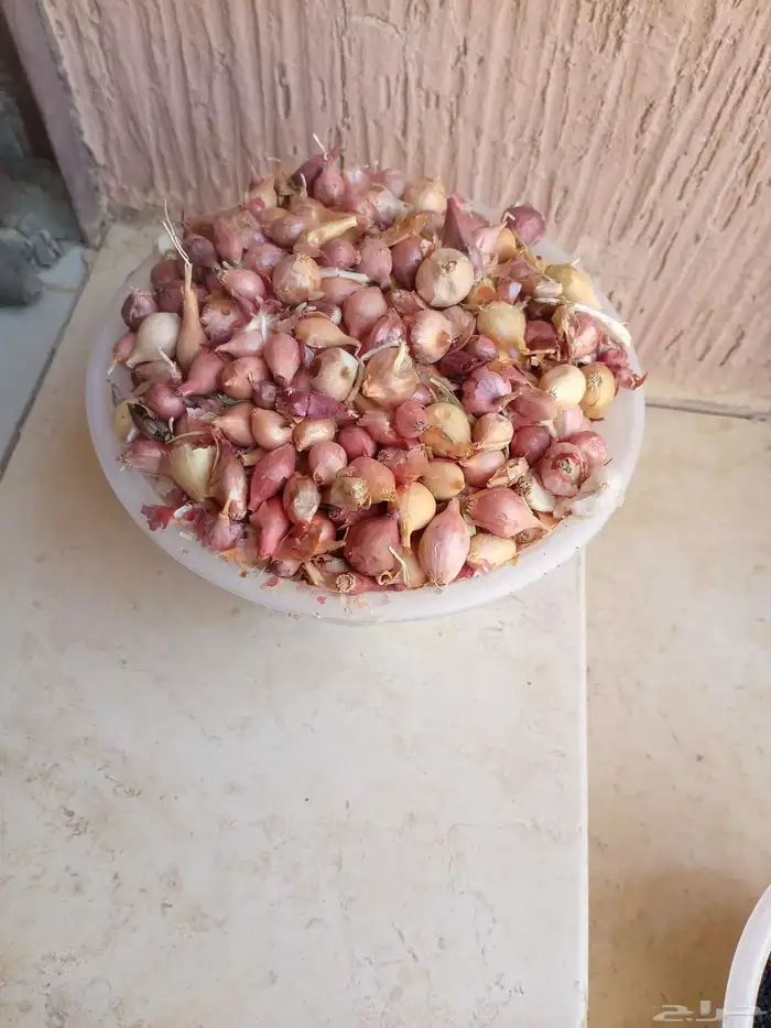 بذور بصل للبيع. 2