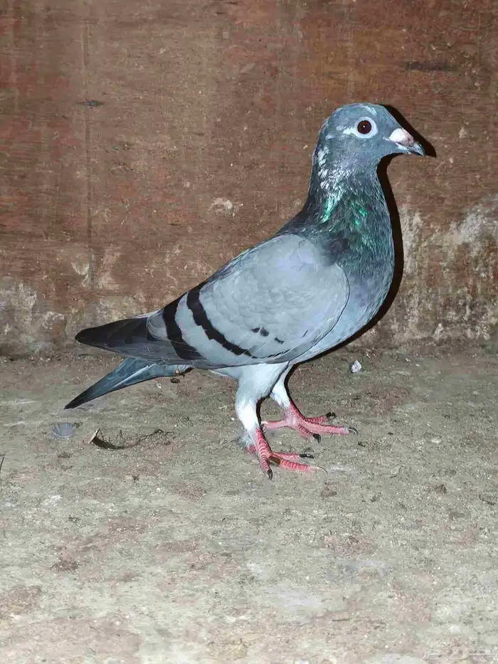 حمام زاجل سباق 1