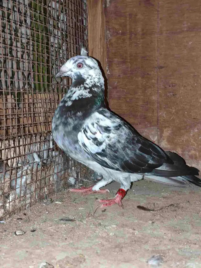 حمام زاجل سباق 0