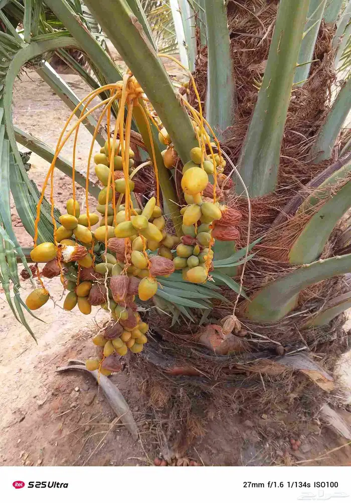 ايوجد الدنيا جميع انواع النخل 0
