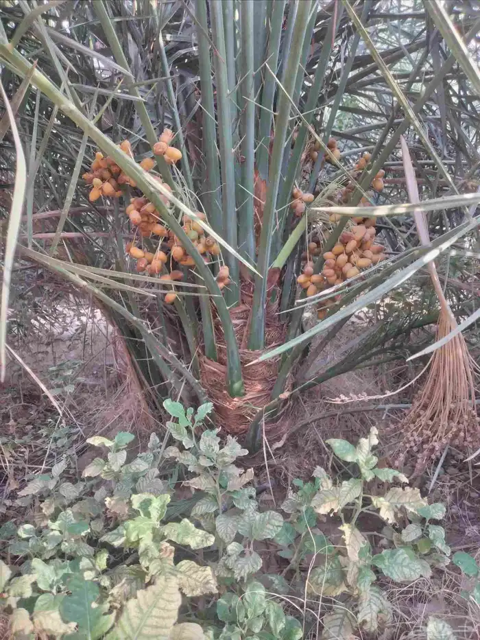 نخل اخلاص صقعي مجدول احجام كبيرة 2