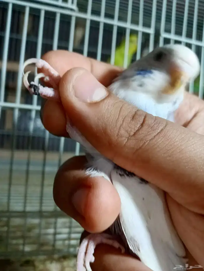 طيور الحب للبيع 3