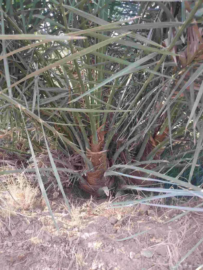 نخل اخلاص صقعي مجدول احجام كبيرة 3