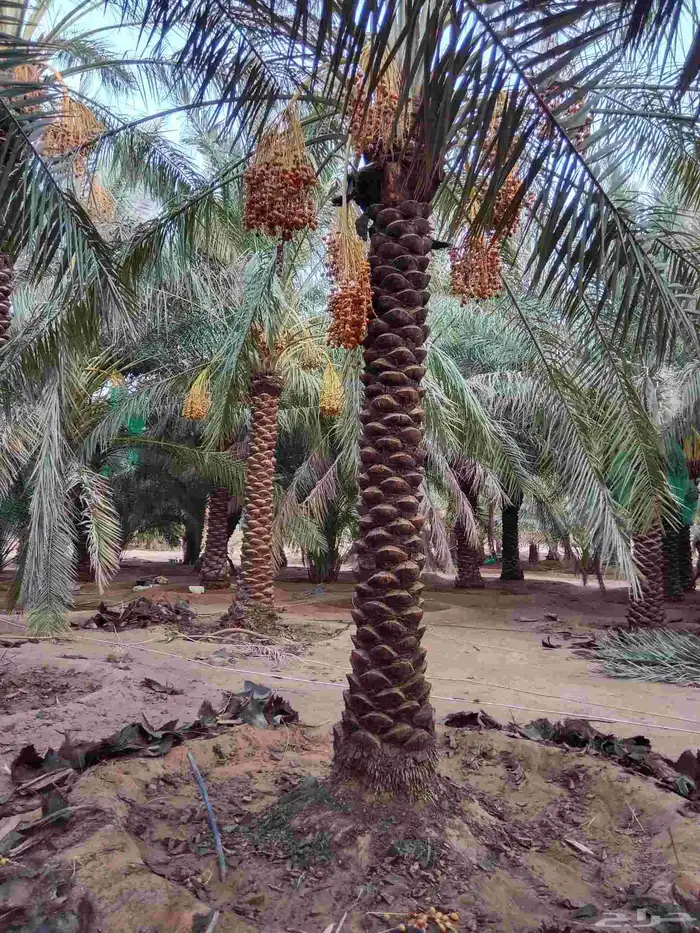 يوجد لدينا نخيل عربي مثمرر جميع انواع متوفره 3