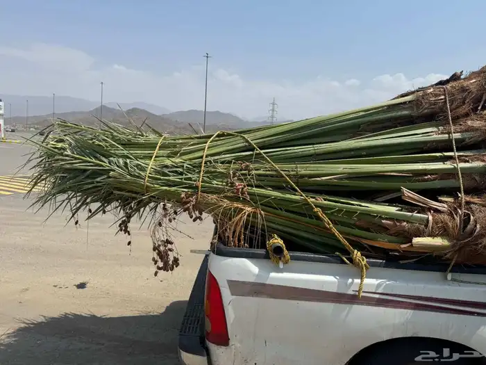 نخل مثمر للبيع متواجد في الطايف ومكه 4