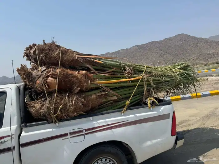 نخل مثمر للبيع متواجد في الطايف ومكه 2