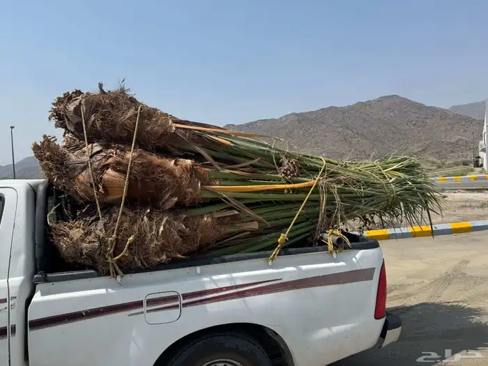 نخل مثمر للبيع متواجد في الطايف ومكه 1