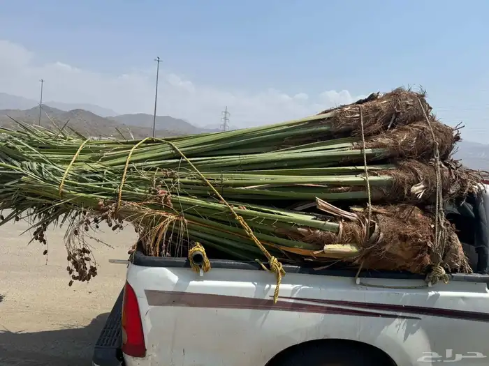 نخل مثمر للبيع متواجد في الطايف ومكه 3