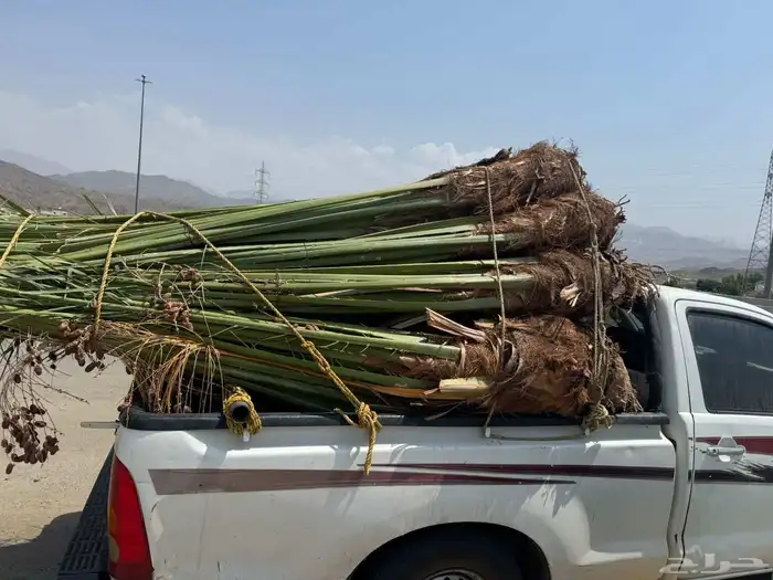 نخل مثمر للبيع متواجد في الطايف ومكه 5