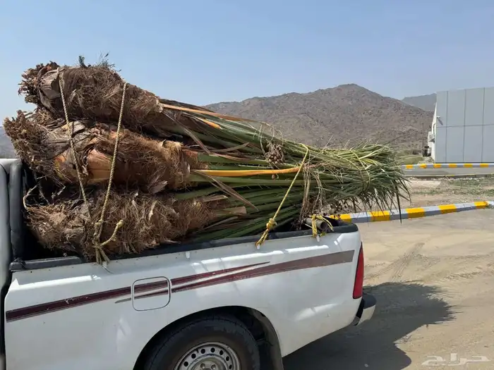 نخل مثمر للبيع متواجد في الطايف ومكه 0
