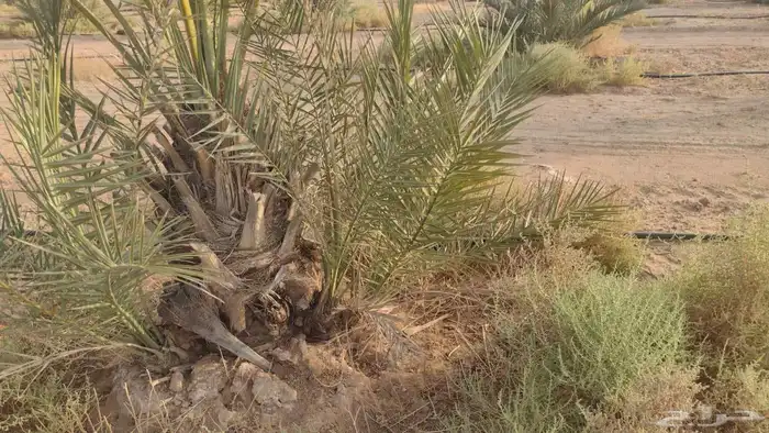 فروح نخل للبيع 1