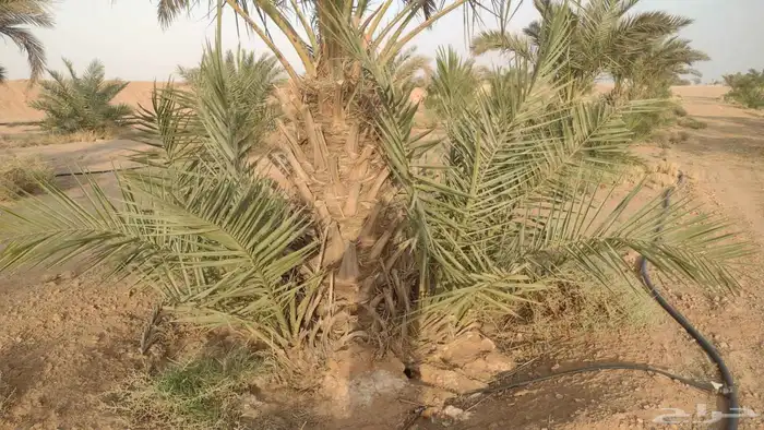فروح نخل للبيع 0