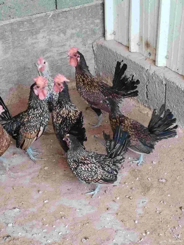 سبرايت دجاج ديوك 2