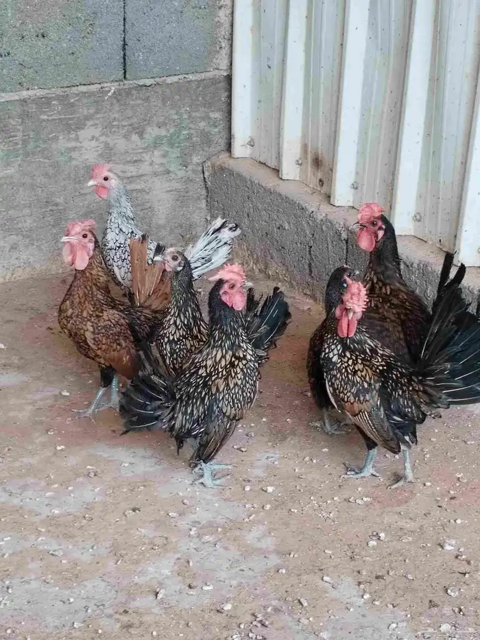 سبرايت دجاج ديوك 0