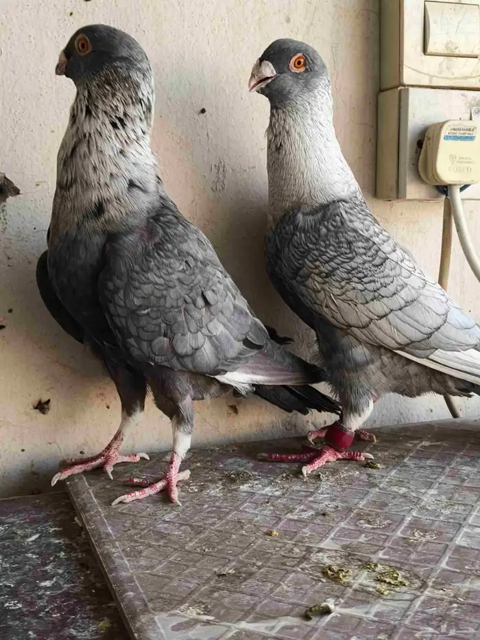 للبيع الموقع الرياض 1