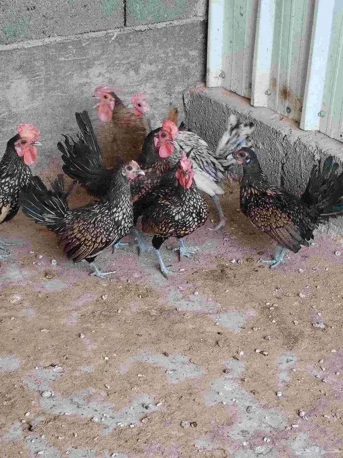 سبرايت دجاج ديوك 1