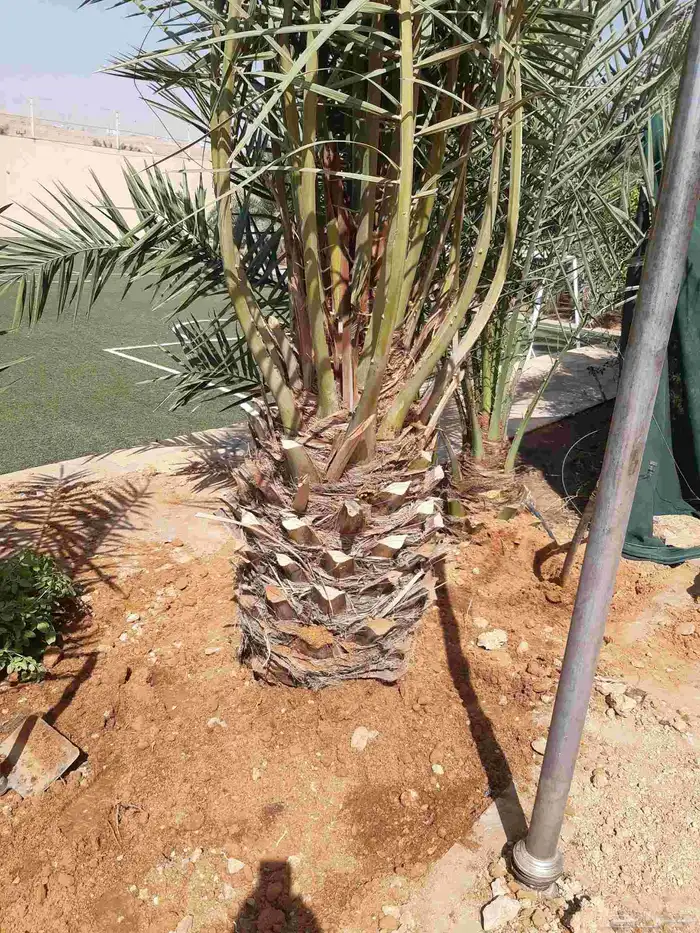 نخل اخلاص صقعي مجدول احجام كبيرة 7